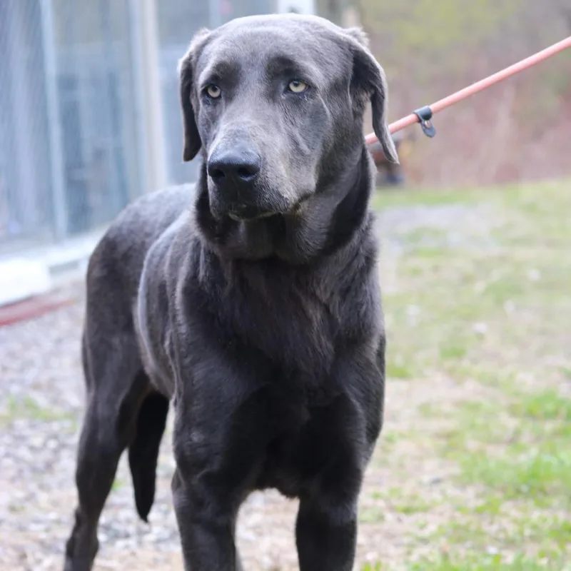 An adult large-sized female Gray / Blue / Silver Labrador Retriever dog named Ct Bella for adoption in Eastford, CT
