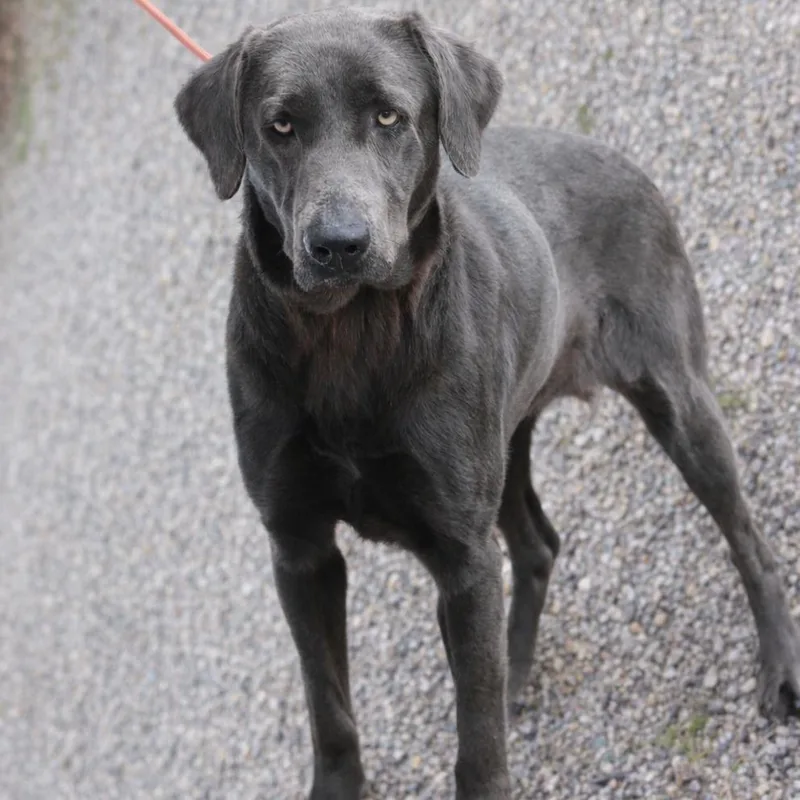 Ct Bella thumbnail 3