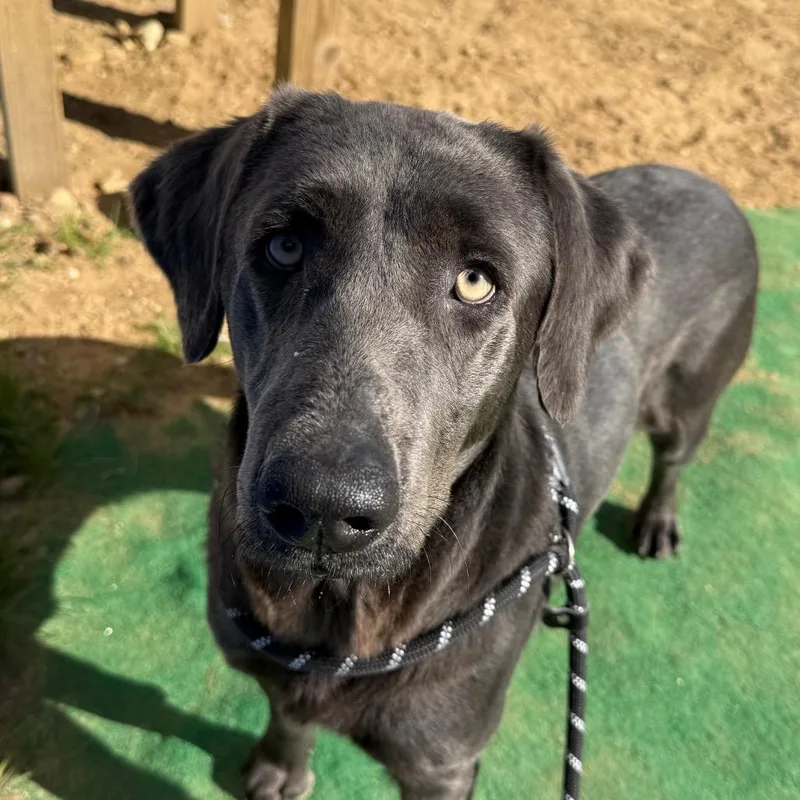 Ct Bella thumbnail 5