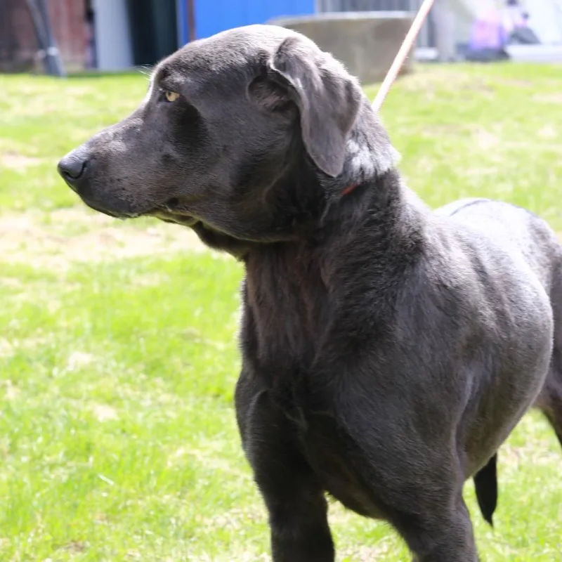 Ct Bella thumbnail 6