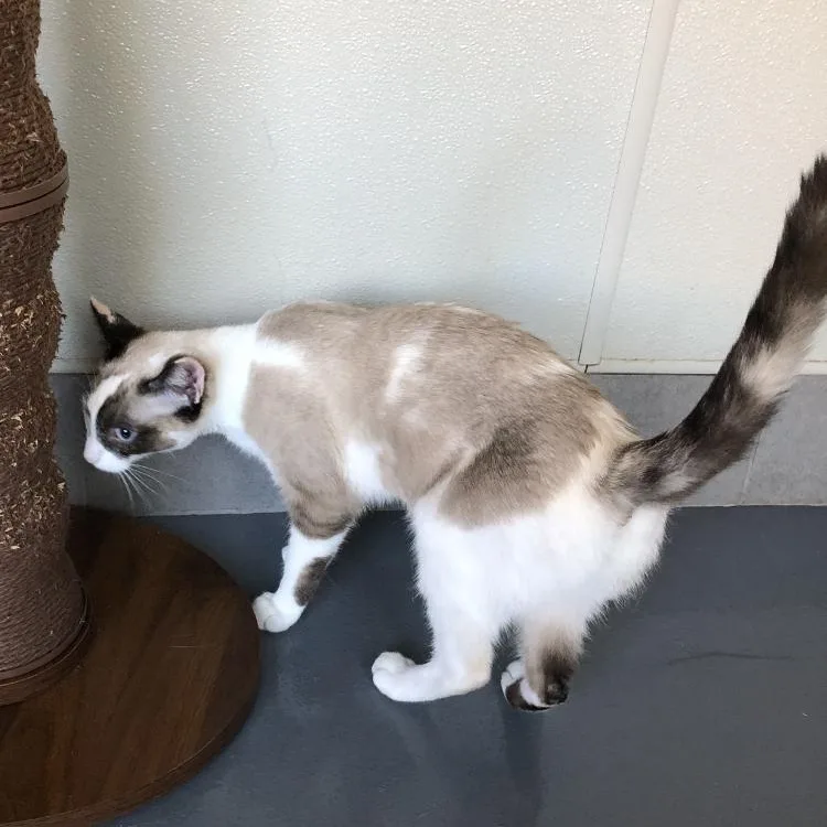 A baby large-sized female Domestic Short Hair cat named Mako for adoption in Lodi, CA