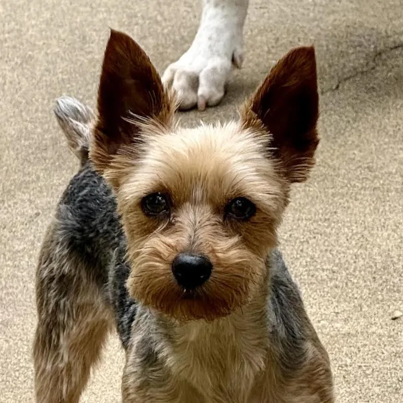 A young small-sized female Yorkshire Terrier dog named Meesha for adoption in Cumming, GA