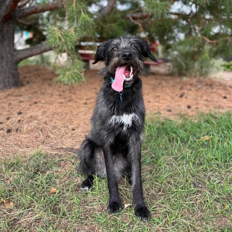 An adult medium-sized female Black Labrador Retriever dog named Pippin for adoption in Fargo, ND