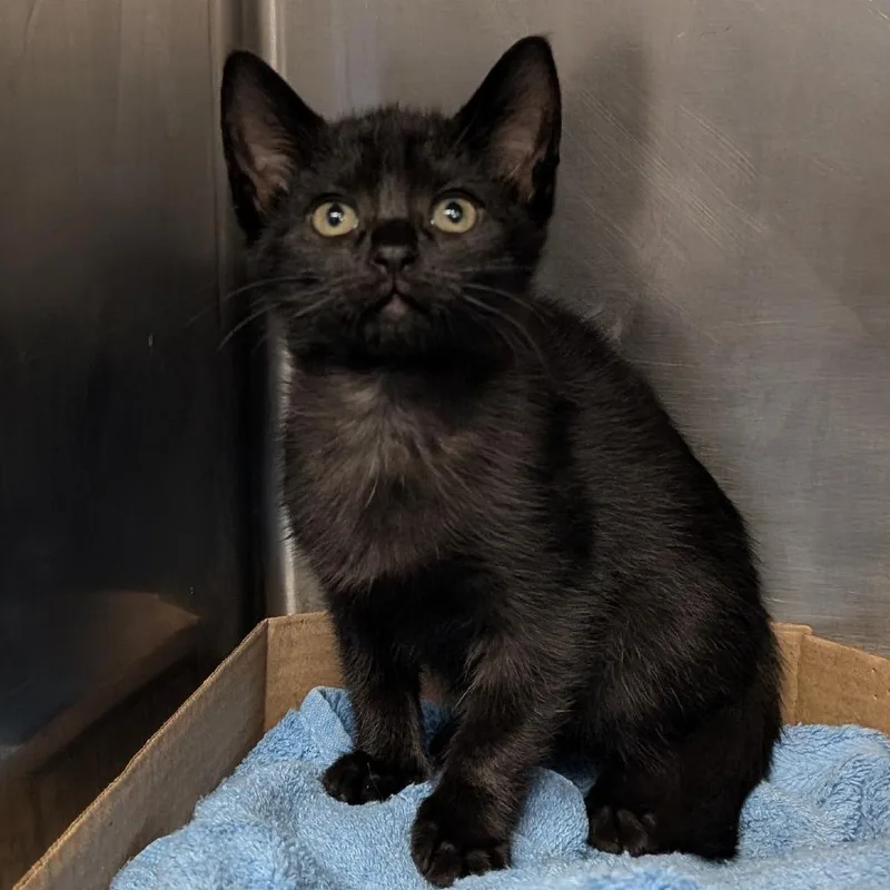A baby small-sized female Black Domestic Short Hair cat named Weir for adoption in Birdsboro, PA