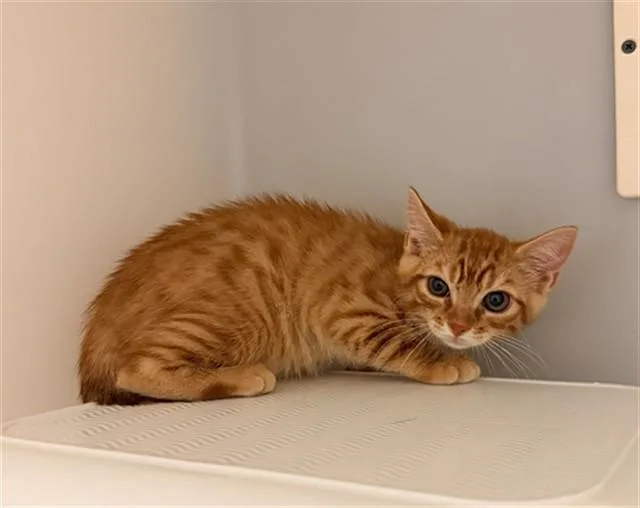 A baby small-sized male Domestic Short Hair cat named Oro for adoption in Statesville, NC