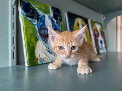 A baby small-sized female Domestic Short Hair cat named Destiny for adoption in San Antonio, TX