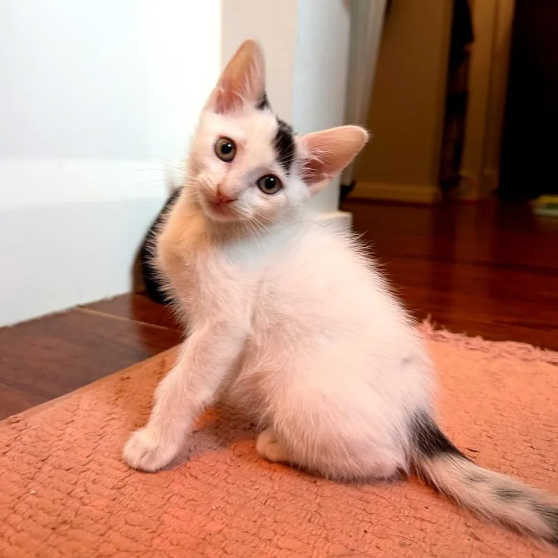 Gizmo