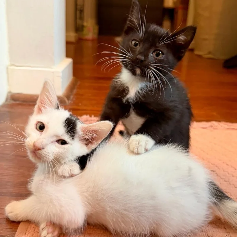 Gizmo thumbnail 2