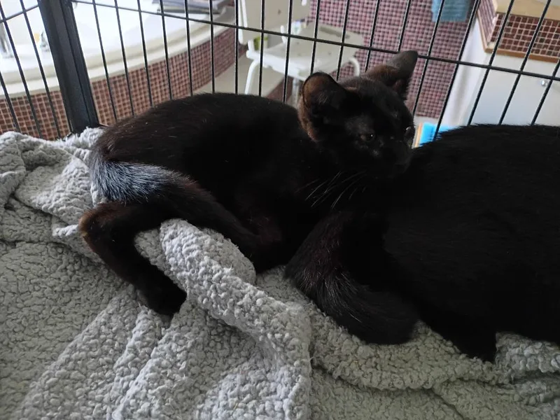 A baby small-sized male Domestic Short Hair cat named Noah for adoption in LIberty, NY