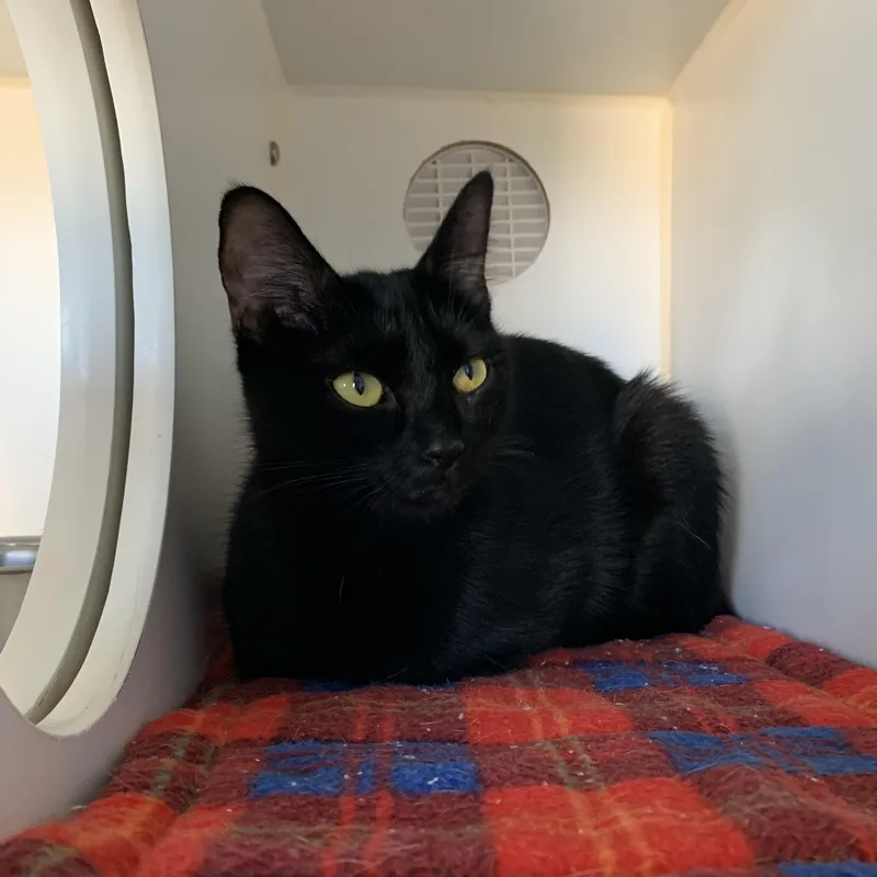 A young medium-sized female Domestic Short Hair cat named Dior for adoption in Grass Valley, CA