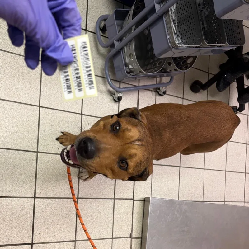 An adult medium-sized female Brown / Chocolate Mixed Breed dog named Eclair for adoption in Charleston, WV