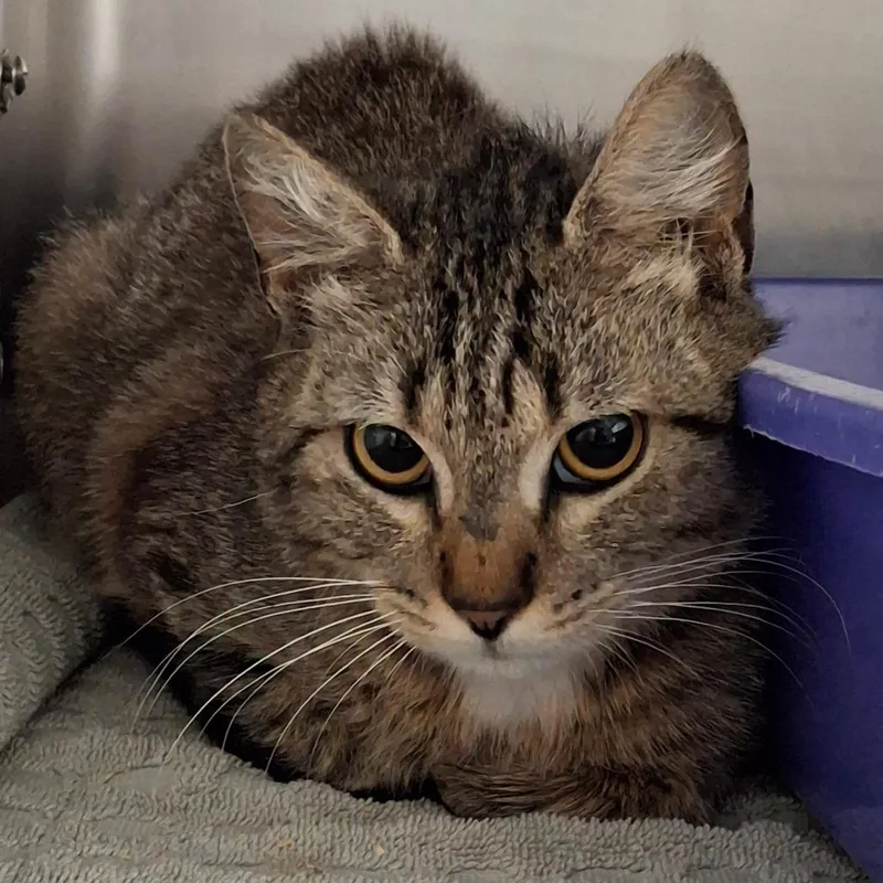 A young medium-sized female Brown / Chocolate Domestic Short Hair cat named Nessy for adoption in Lakeland, FL