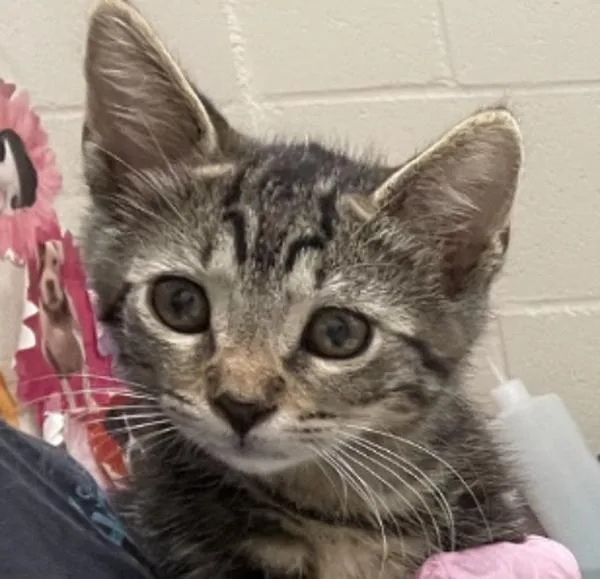 A baby small-sized male Domestic Short Hair cat named Ruffles for adoption in El Cajon, CA
