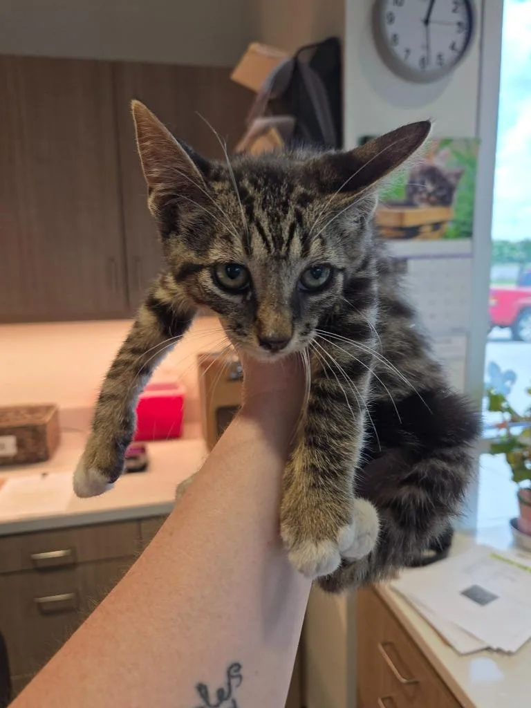 A baby small-sized female Domestic Short Hair cat named Velma for adoption in Bossier City, LA