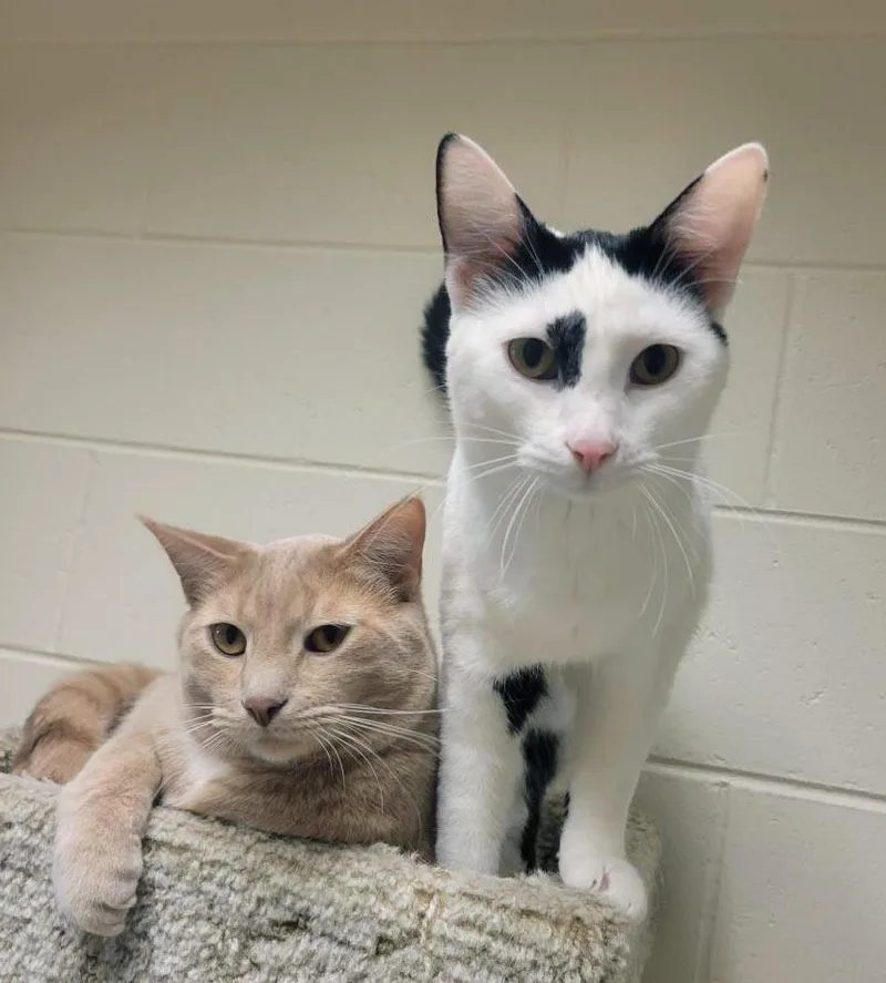 A young medium-sized female Domestic Short Hair cat named Neutron for adoption in Plover, WI
