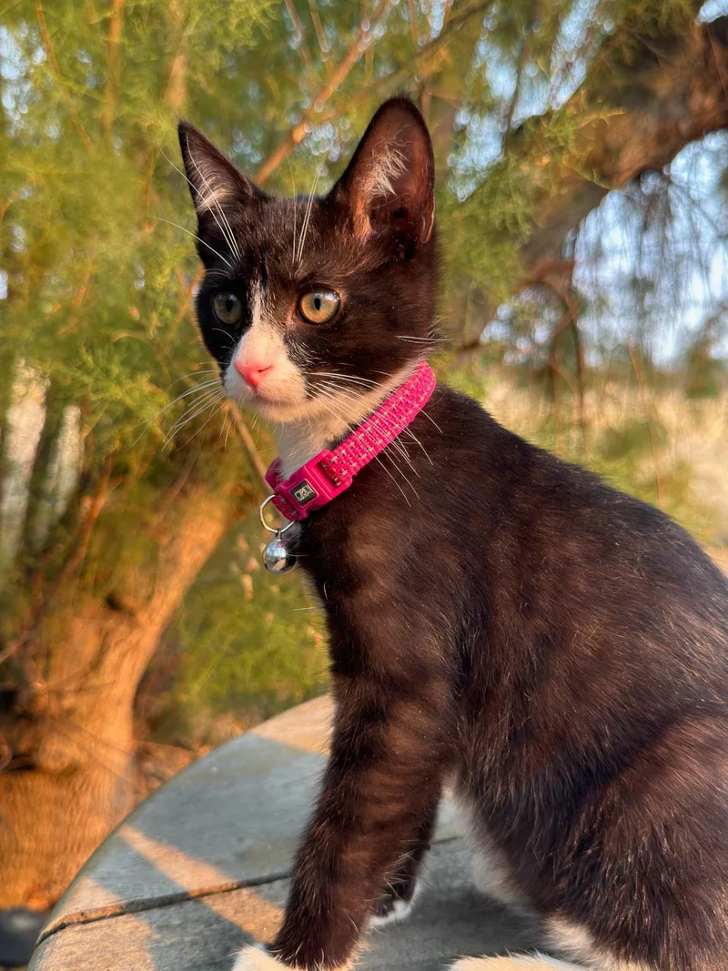 A baby medium-sized female Black & White / Tuxedo Tuxedo cat named Kira for adoption in Pasco, WA