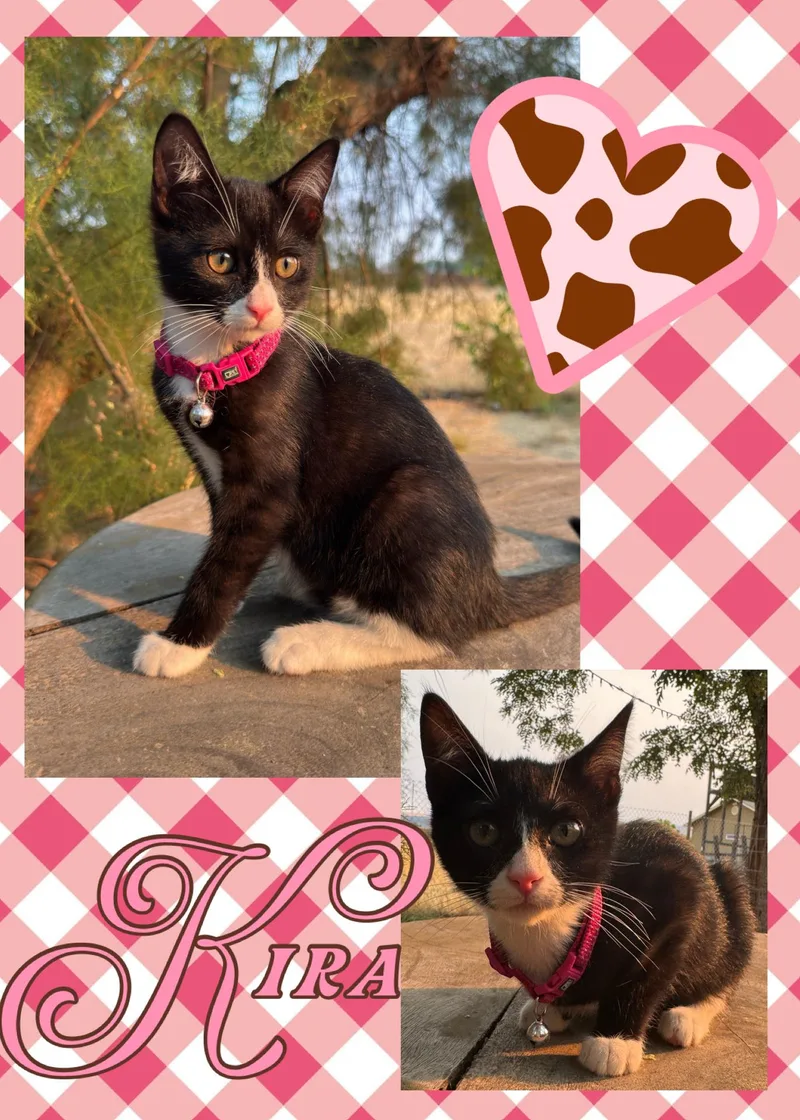 Kira thumbnail 5