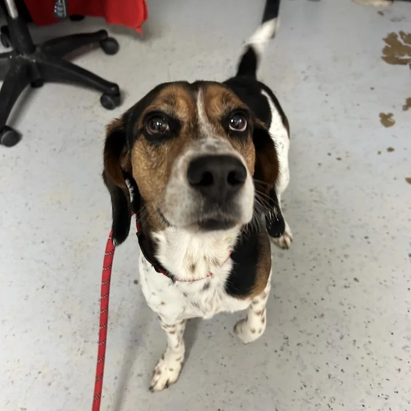 Duke