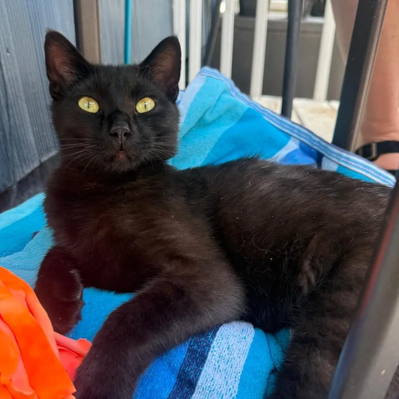A young small-sized male Black Domestic Short Hair cat named Cosmo for adoption in Rochester, MN