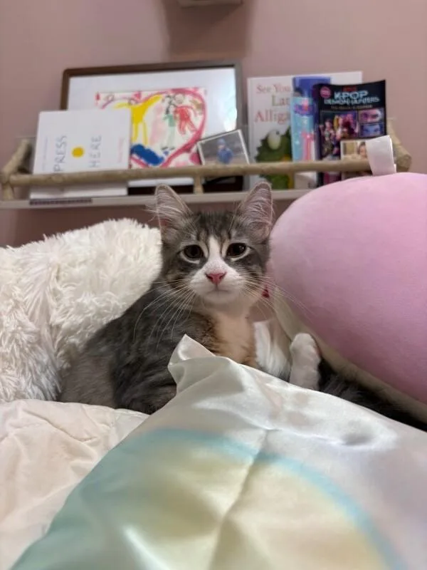 A young medium-sized male Gray / Blue / Silver Domestic Long Hair cat named Chips for adoption in North Babylon, NY
