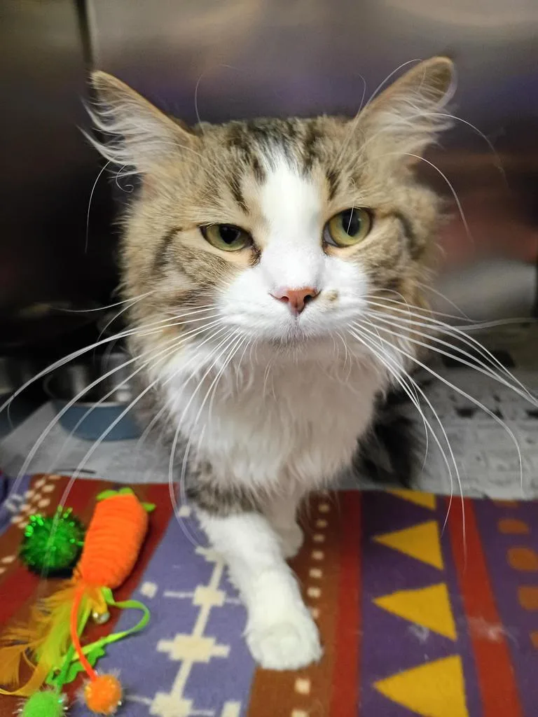 A young medium-sized male Domestic Long Hair cat named Seth for adoption in Findlay, OH