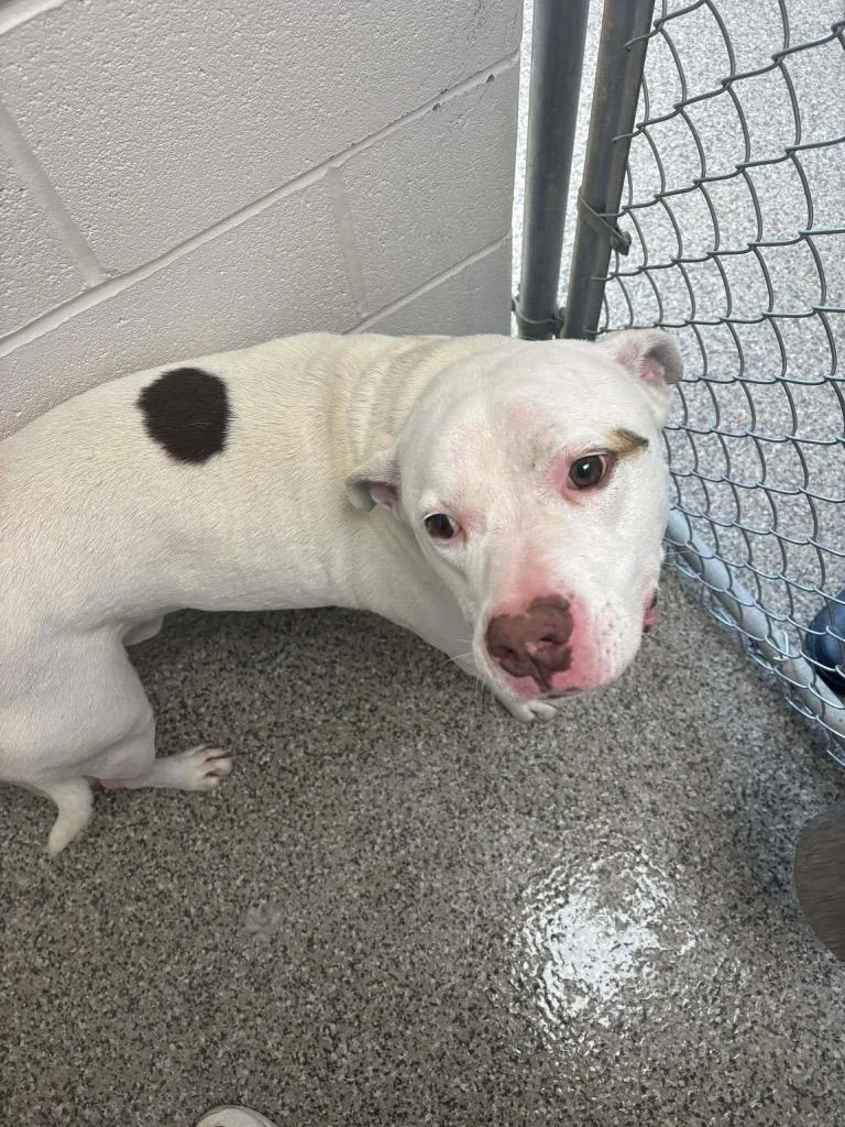 Betelgeuse thumbnail 2