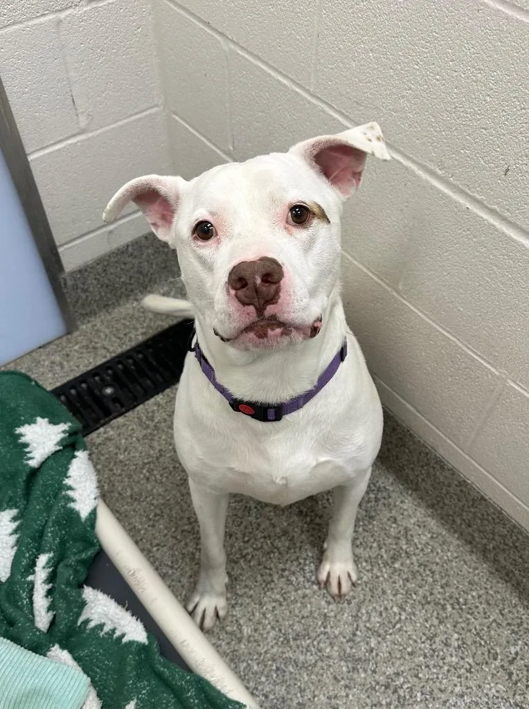 Betelgeuse thumbnail 3