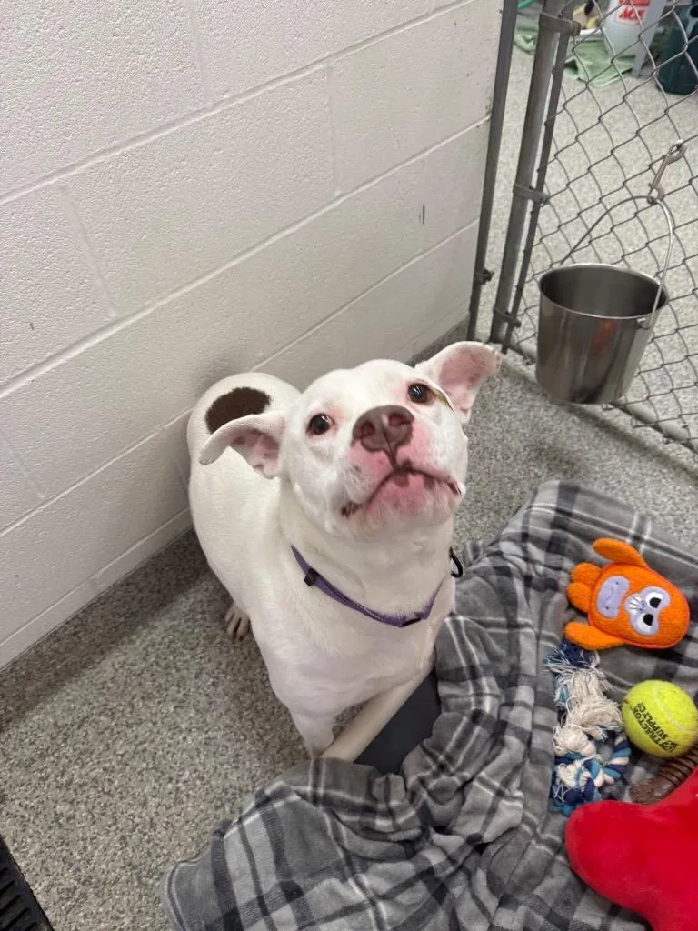 Betelgeuse thumbnail 4