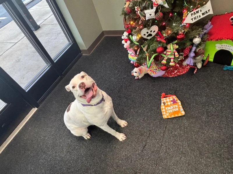 Betelgeuse thumbnail 5