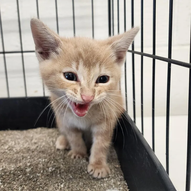 A baby small-sized male Buff / Tan / Fawn Domestic Short Hair cat named Mitch for adoption in Evensville, TN