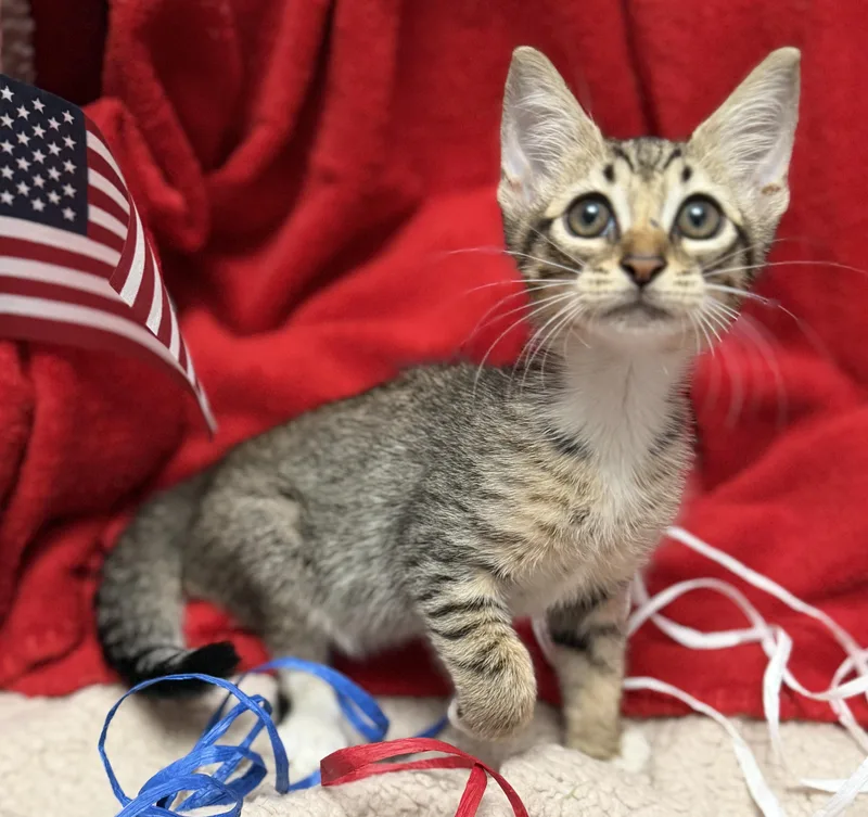 A baby small-sized male Tabby (Brown / Chocolate) Domestic Short Hair cat named The Little Tramp for adoption in Homestead, FL
