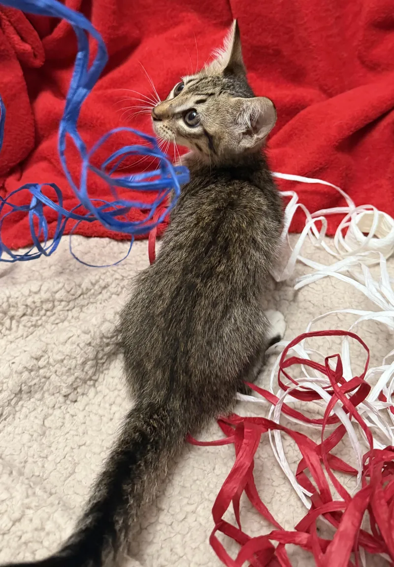 The Little Tramp thumbnail 2