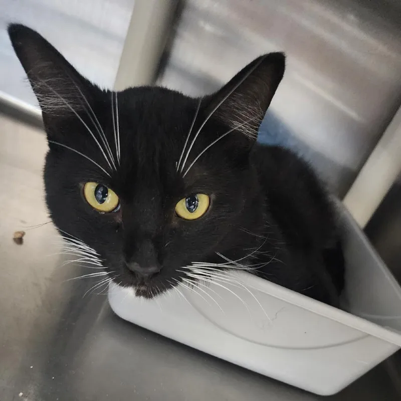 An adult small-sized male Black Domestic Short Hair cat named Cookie Dough for adoption in Spanish Fork, UT