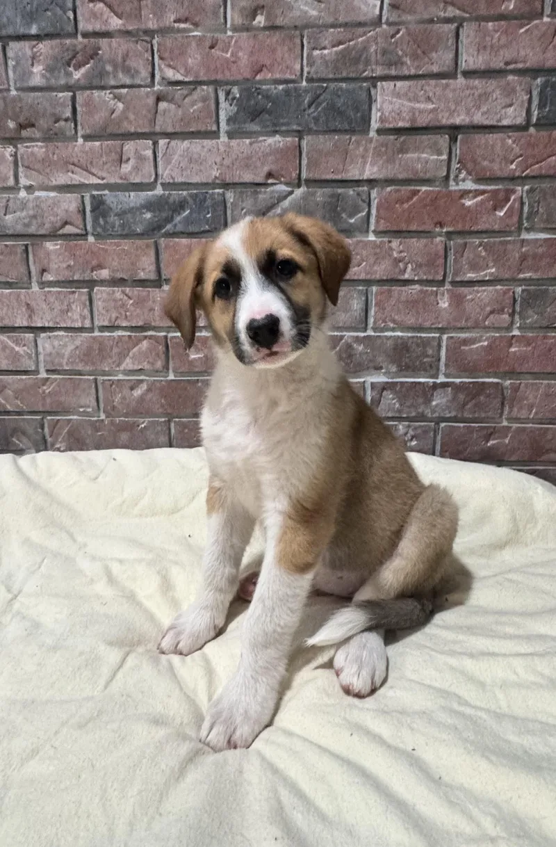 A baby large-sized female Great Pyrenees dog named Sofia for adoption in High Ridge, MO