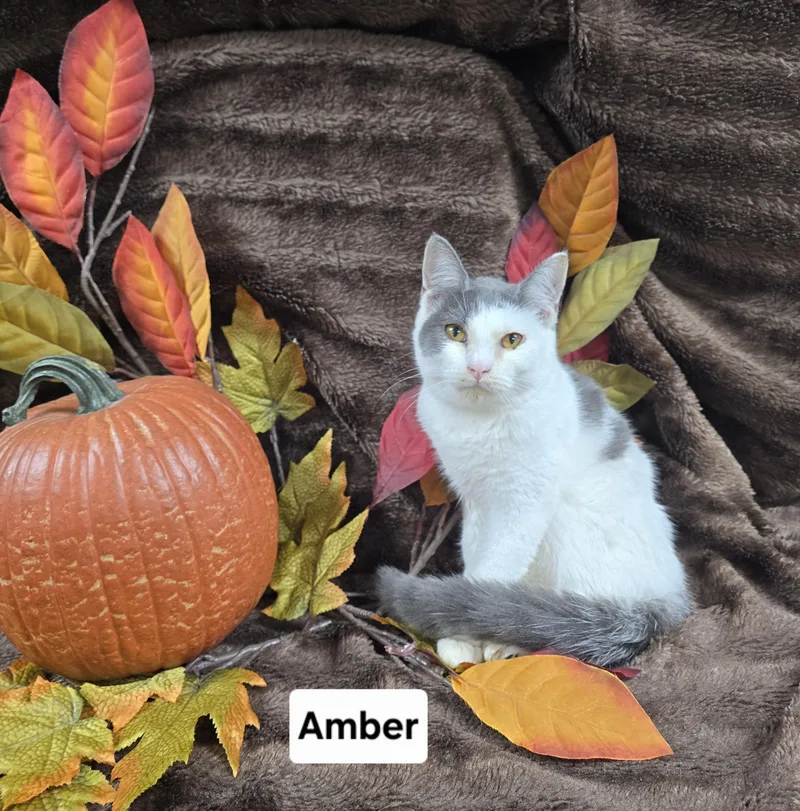 A young medium-sized female Gray & White Domestic Short Hair cat named Amber for adoption in Mount Carmel, IL