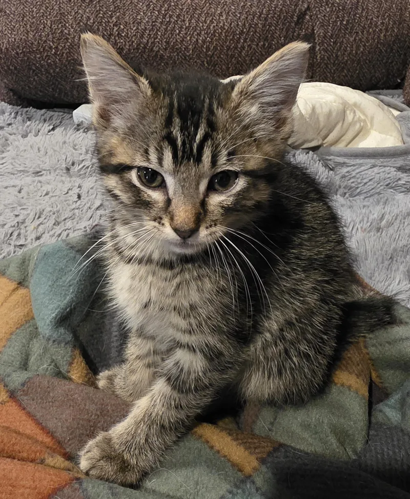 A baby medium-sized male Tabby (Brown / Chocolate) Domestic Short Hair cat named Bellamy for adoption in Fruit Heights, UT