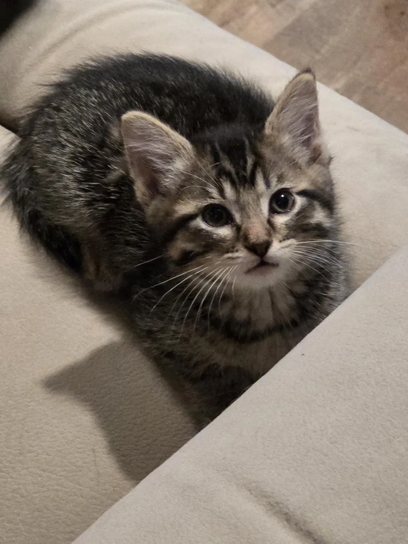 Bellamy thumbnail 3