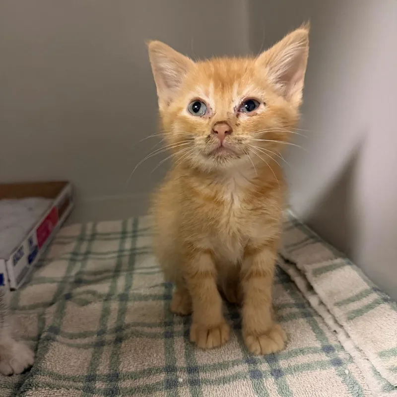 A baby small-sized male Orange / Red Domestic Short Hair cat named Pumpkin for adoption in Coralville, IA