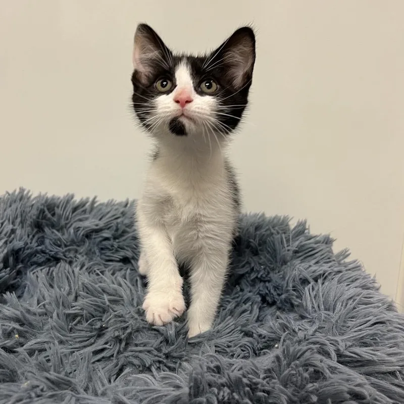 A baby small-sized male Black Domestic Short Hair cat named Hardy for adoption in East Hampton, NY