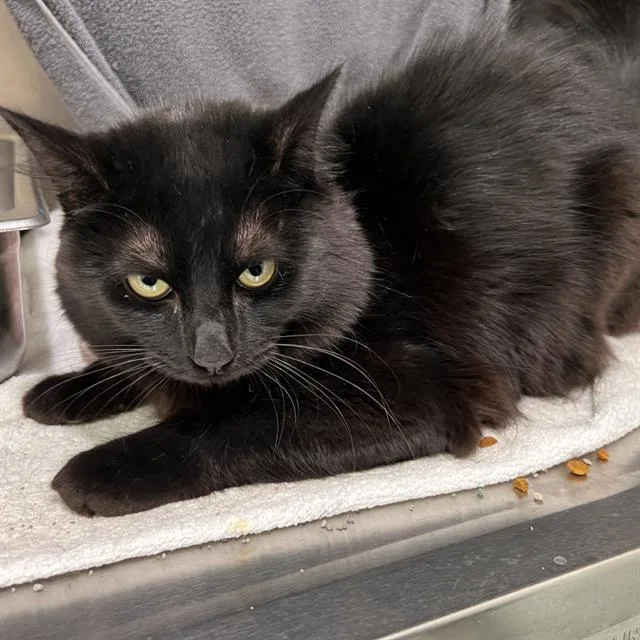 A young medium-sized male Domestic Long Hair cat named Kakarot for adoption in Methuen, MA