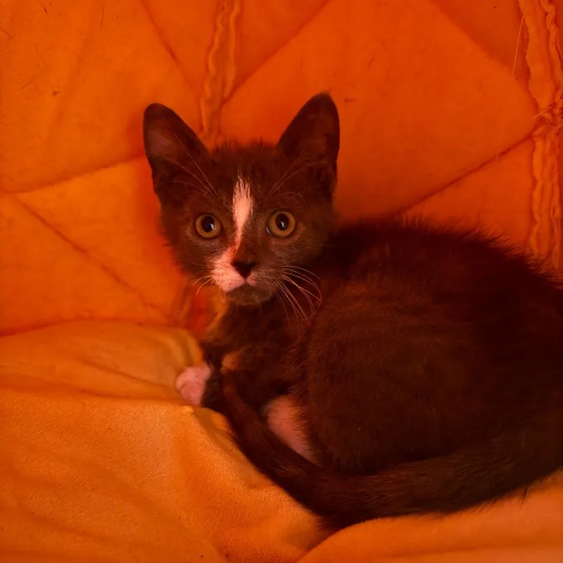 A baby small-sized male Gray / Blue / Silver Domestic Short Hair cat named Oogie Boogie for adoption in Pasadena , MD
