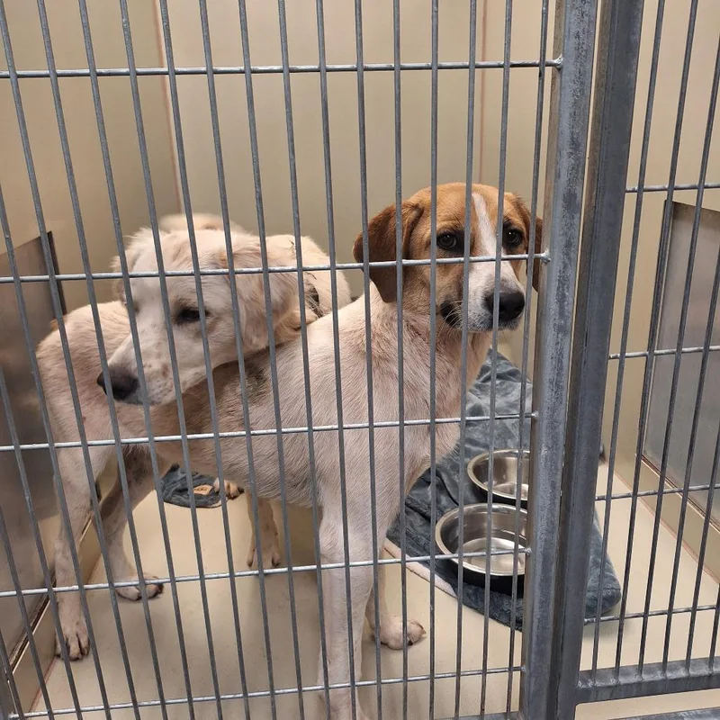 A young medium-sized female White / Cream Mixed Breed dog named Mj for adoption in Flagstaff, AZ