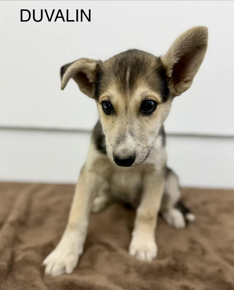 A baby large-sized male Tricolor (Brown, Black, & White) Husky dog named Duvalin for adoption in Sonora, CA