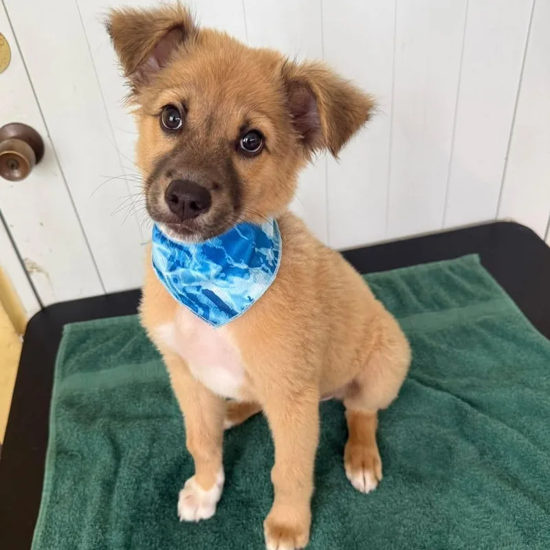 A baby medium-sized male Shepherd dog named Maylo for adoption in Rincon, PR
