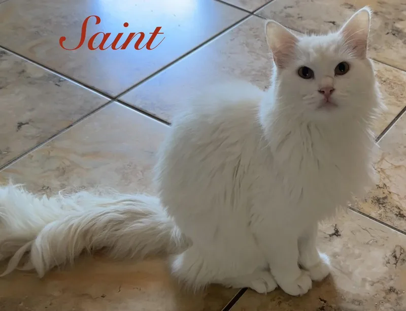Saint