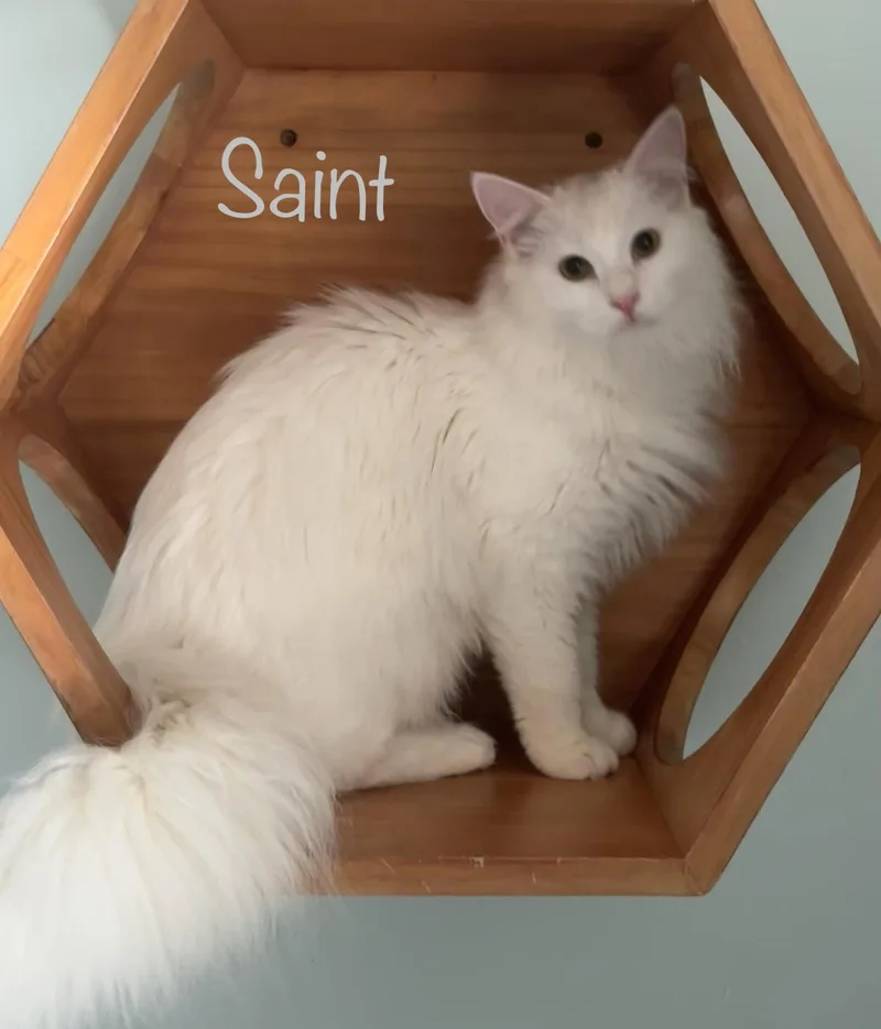Saint thumbnail 2