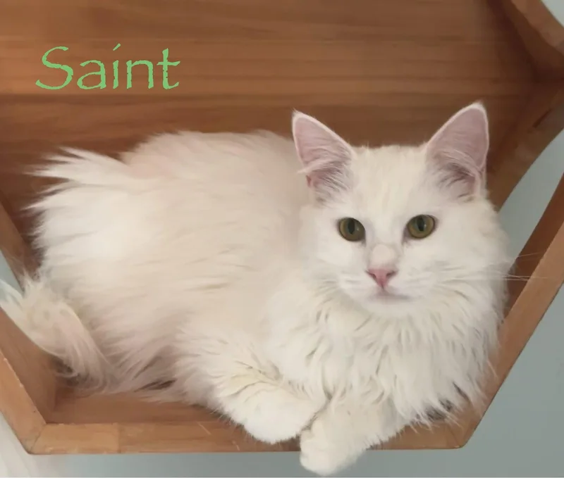 Saint thumbnail 3