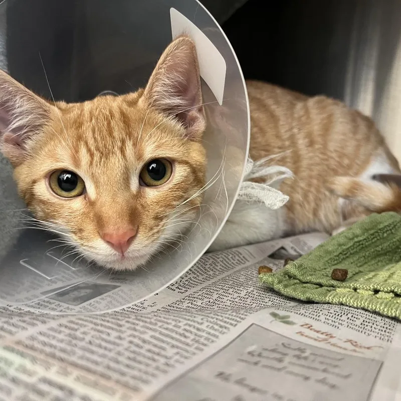 A young medium-sized male Black Domestic Short Hair cat named Gale for adoption in Pittsburgh, PA