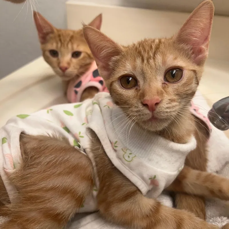 A baby small-sized female Tabby (Orange / Red) Domestic Short Hair cat named Jones for adoption in Chandler, AZ