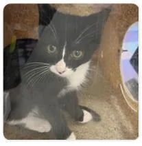 A baby medium-sized female Domestic Short Hair cat named Ivy Q for adoption in West Chester, PA